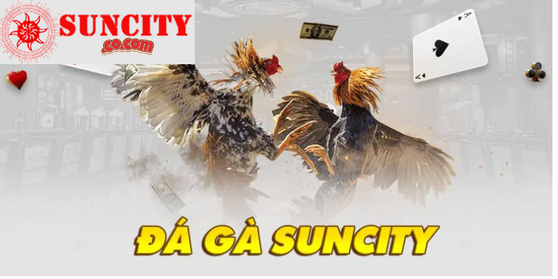 Những thể loại đá gà Suncity tại sảnh WS168