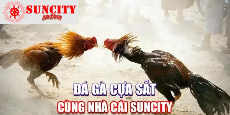 Cách có thể để tham gia cá cược đá gà Suncity