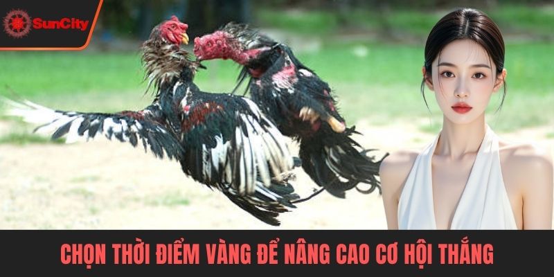 Đá gà đòn Chọn thời điểm vàng để nâng cao cơ hội thắng