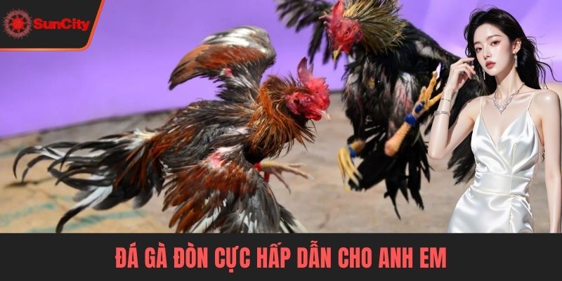 Đá gà Suncity Đá gà đòn cực hấp dẫn cho anh em