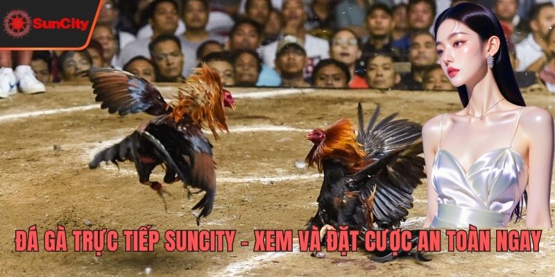 Đá gà trực tiếp Suncity